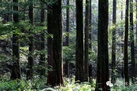 从地面到林冠的森林层-森林中的植被层-仿真假山与仿真树作用