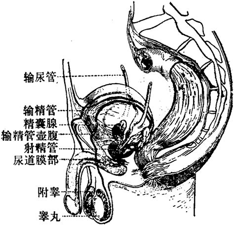 女性膀胱位置图图片