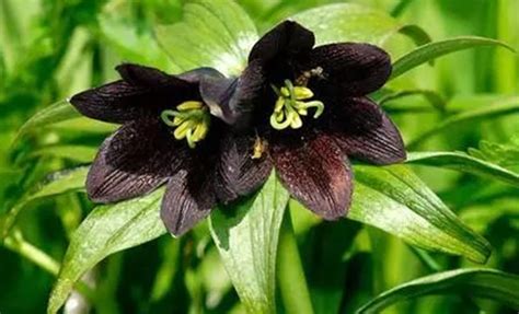 11种高贵诡美的暗黑系花卉，你见过几种？ - 知乎