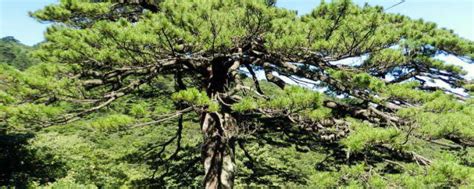 松树的精神是什么从松树中可以悟出什么道理 关于松树的精神和道理_知秀网