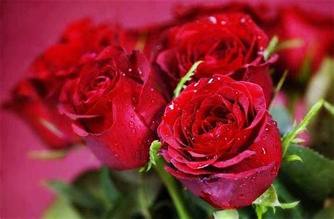 十一支玫瑰代表什么，代表爱你一生一世