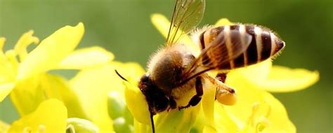 养蜂怎样原地人工分蜂，附分蜂时间 - 农敢网