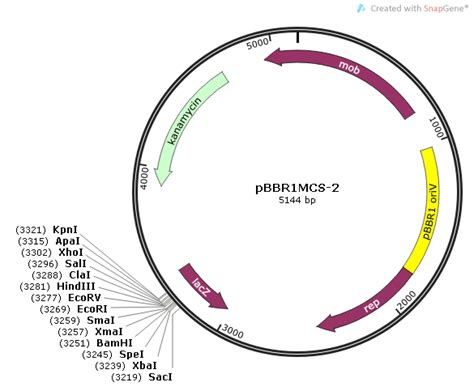 pCaMV-GUS-Hyg植物过表达载体GUS报告基因 BioVector NTCC质粒载体菌种细胞基因保藏中心 - Biovector质粒载体菌种细胞蛋白抗体基因保藏中心-NTCC典型培养物保藏中心