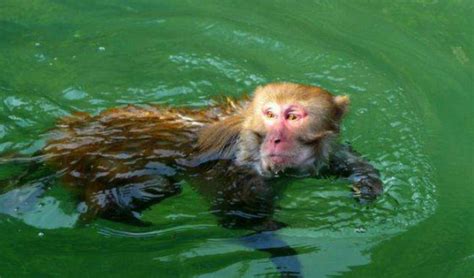 水猴子真的存在吗-世界上到底有没有水猴子-水猴子到底是什么生物 - 见闻坊