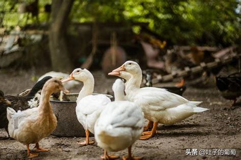 小鸭子怎么养才能养活？阳台养小鸭的方法和技巧 - 胖萌舍宠物网