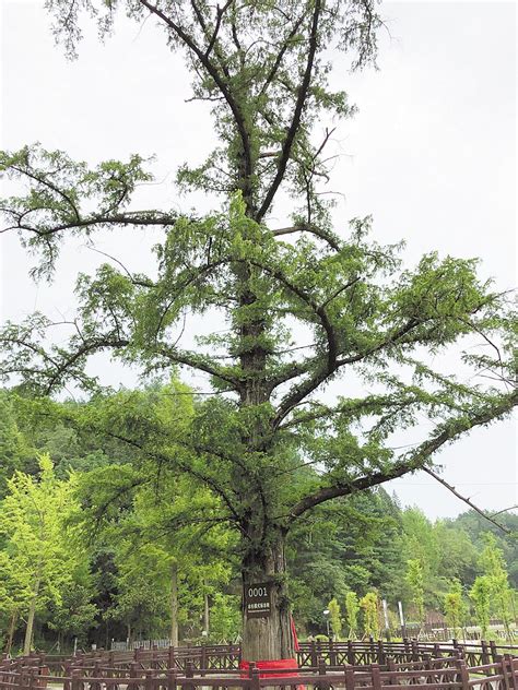 中国十大千年古树排行榜