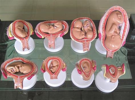 胎儿形成早期的胚胎发育全过程动画演示，附详细语音讲解