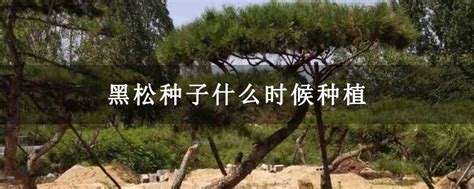 黑松种子什么时候种植-种植技术-中国花木网