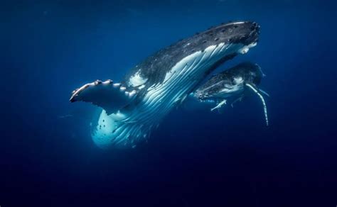 无人机拍摄座头鲸母子：母鲸护幼崽徜徉海洋|文章|中国国家地理网