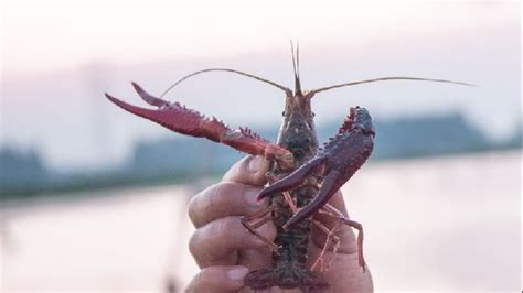 日本拟将小龙虾指定为外来入侵物种-国外有小龙虾吗 - 见闻坊