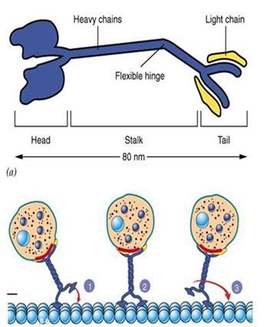 胞内运输，驱动蛋白运输分子通过微管照片摄影图片_ID:309185462-Veer图库
