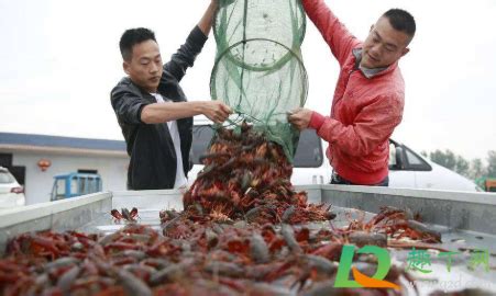 夏季小龙虾的美食攻略 | 小龙虾怎么吃 & 小龙虾挑选指南_什么值得买