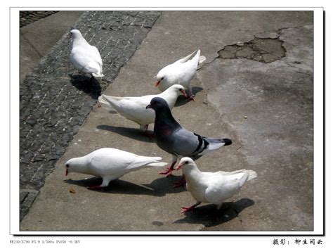 鸽子图片-放飞鸽子素材-高清图片-摄影照片-寻图免费打包下载