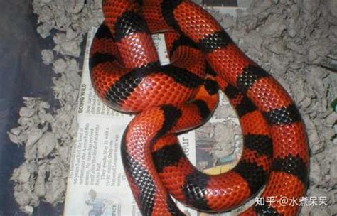 红蛇是什么蛇-红蛇是什么蛇,红蛇,是,什么,蛇 - 早旭阅读