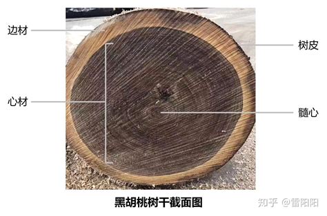 金丝胡桃木是什么木材 关于金丝胡桃木的介绍_知秀网
