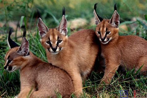 地球上最凶狠的6种野猫，狞猫能够一跃4米，猞猁竟敢单挑狼群？