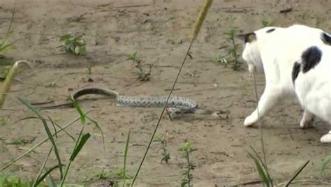 猫与蛇之间的较量 猫蛇大战跟玩似的！_腾讯视频