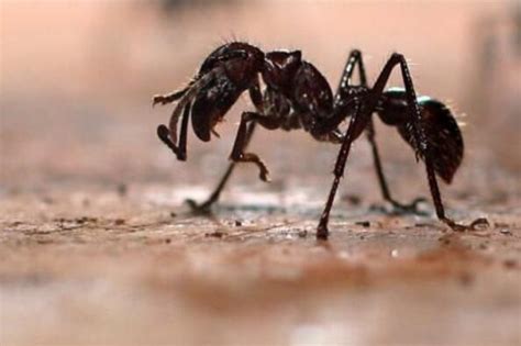 地下蚁国游戏系列：击败蚂蚁帝国强敌_高清1080P在线观看平台_腾讯视频
