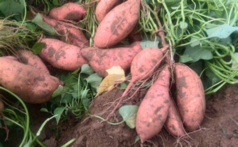 怎样种地瓜产量高，红薯高产栽培技术，红薯如何才能提高产量？