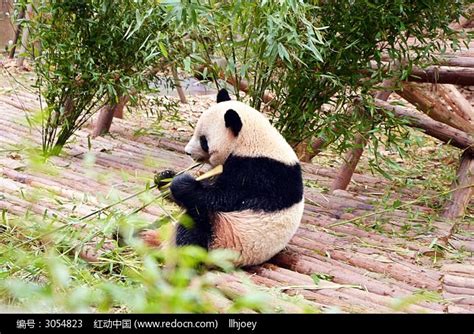 可爱的大熊猫吃竹子高清图片下载-正版图片506499488-摄图网