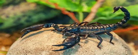 蝎子属于什么类动物 - 知百科