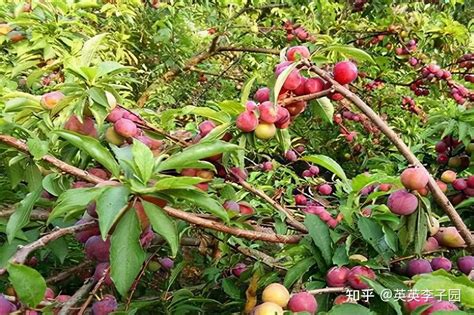 冰糖红李子新品种简介,高档子品种,20子树好品种_大山谷图库