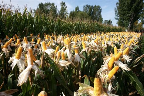 凉山州农科院选育玉米新品种通过审定(图文) - 凉山农科网