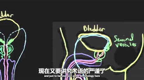 生殖系统：男性生殖系统解剖_腾讯视频