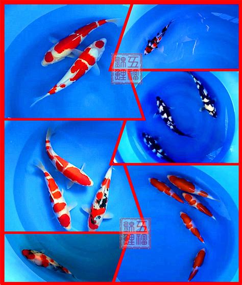 Rsk原色红龙38厘米 - 银河星钻鱼 - 广州观赏鱼批发市场