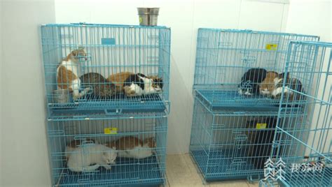 为300只流浪猫搭建温暖家园 90后甘做小动物保护志愿者