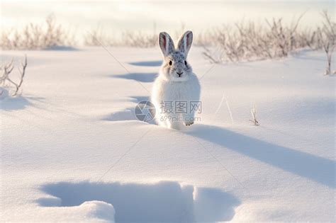 冬天 雪山 雪地 奔跑的狗 插图 动物壁纸1920x1080高清大图_彼岸桌面
