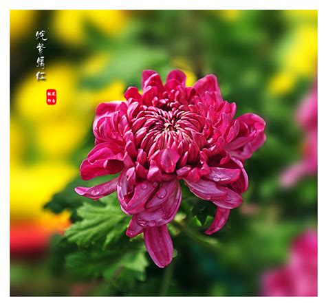 花海 姹紫嫣红的花高清图片下载_红动中国