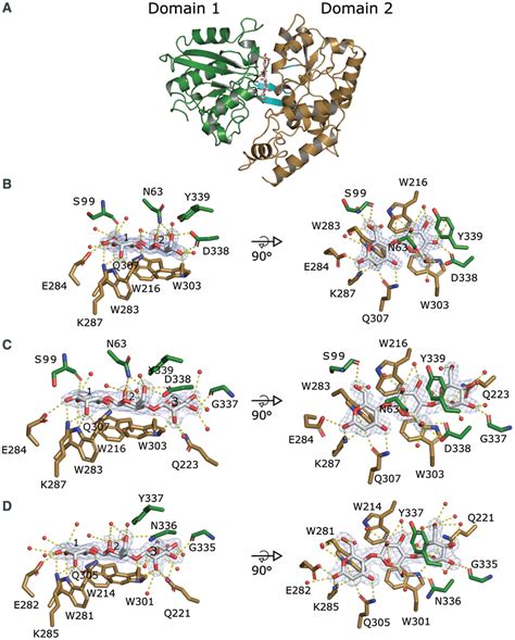 A. Ribbon representation of the overall structure of BlMnBP1 in complex ...