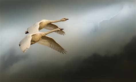 飞翔的大白鹅高清图片下载-正版图片600541570-摄图网