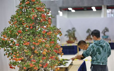 2022全国精品盆景展在如皋举办-中国花卉网