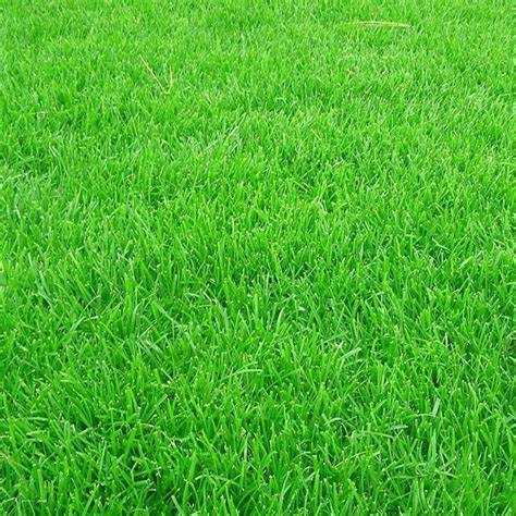足球场用的草坪是什么草种