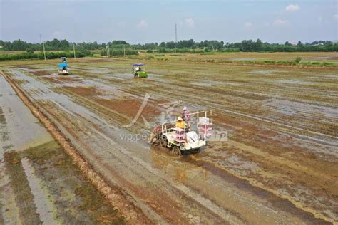 安徽滁州：大面积推广水稻机插秧-人民图片网