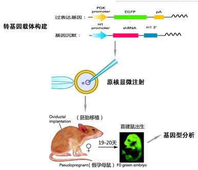 养小鼠你要知道的那些事（三）：基因工程小鼠繁育方案 - 丁香园