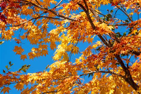 実に儚いそれぞれの秋 by tashimo （ID：12108178） - 写真共有サイト:PHOTOHITO