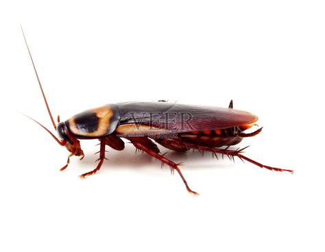 美国蟑螂照片摄影图片_ID:146201143-Veer图库
