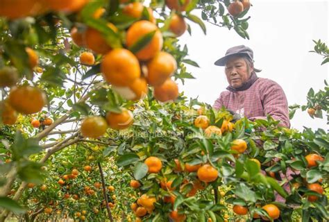 湖南道县：柑橘丰收收获忙-人民图片网