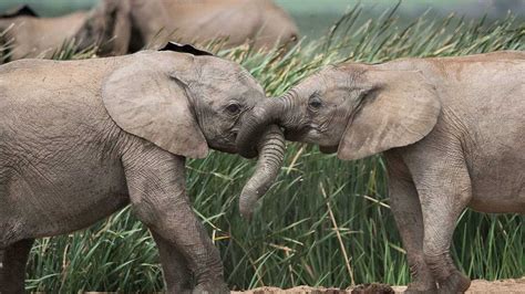 世界大象日大象玩水素材图片免费下载-千库网