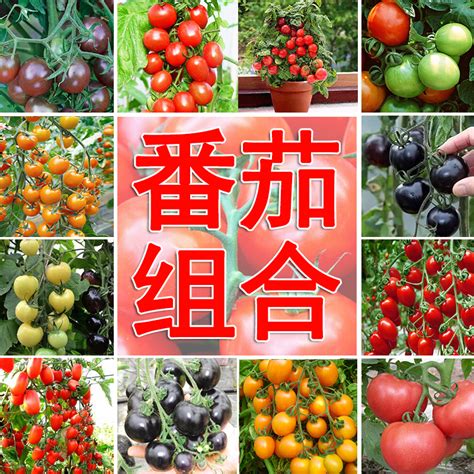 番茄科普嘉年华 | 高晞、姚毅鸣带大家认识五彩斑斓的番茄世界！