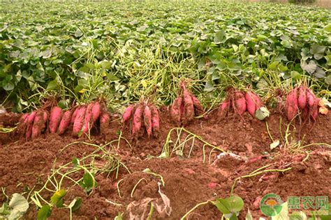 红薯的种植时间和方法（又到了种红薯的季节，红薯啥时候种、怎么种？看看农村俗语就知晓） | 说明书网