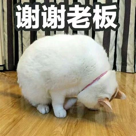 谢谢支持表情包图片