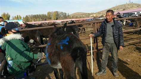 家门口迎来“八方客” 内蒙古汇特投资有限公司打造活畜市场解卖难-内蒙农资