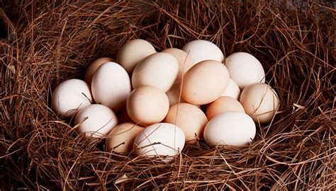 梦见自己捡了很多鸡蛋什么意思 梦见自己捡了很多鸡蛋好不好 - 万年历
