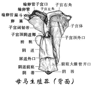 女性生值器图片