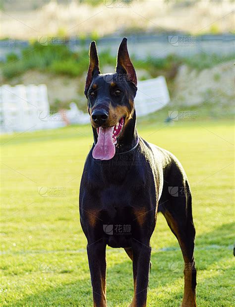 杜宾犬兽图片