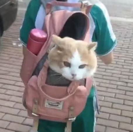 小学生霸气收养流浪猫，直接塞进书包带走，猫咪的表情真相了-搜狐大视野-搜狐新闻
